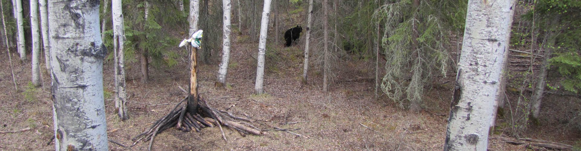 Alberta Black Bear Hunts