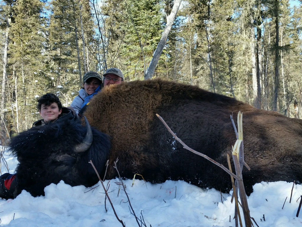 hunt bison in alberta canada