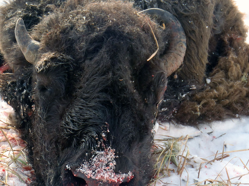 free range wild bison hunt